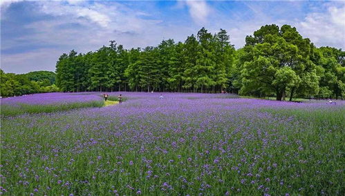 紫色夢幻 共青森林公園的柳葉馬鞭草花海